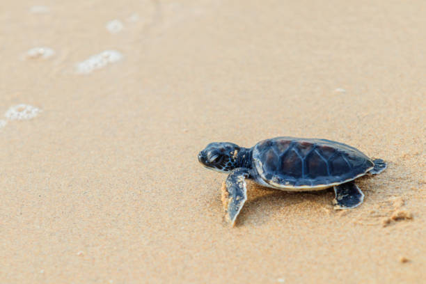 istock Green sea turtle walk to the ocean 817589048