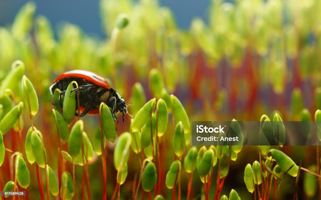 Bug on moss Macro underside view of ladybird (Coccinella septempunctata) on pohlia nutans moss Animal Stock Photo