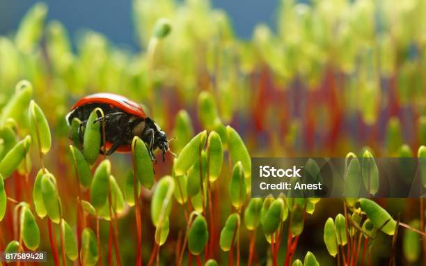 Bug On Moss Stock Photo - Download Image Now - Animal, Animal Wildlife, Beetle