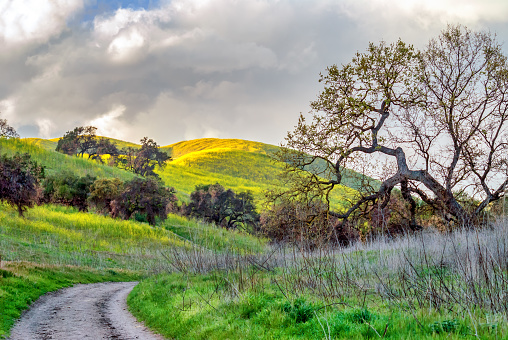 Beautiful landscape in the Santa Monica mountains in Southern California: a sprouting oak tree, a dirt road and green hills in the background