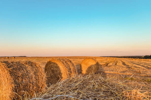istock Summer field with straw bales. Standing close to the hay rolls. 817600200