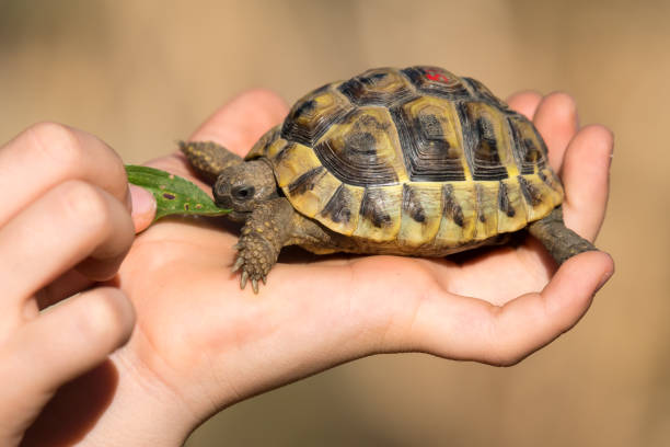 istock Young tortoise eating in hand 817600462