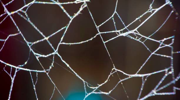 cobwebs stock photo