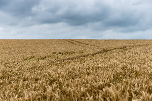 istock Storm clouds over a field of golden wheat 817616430