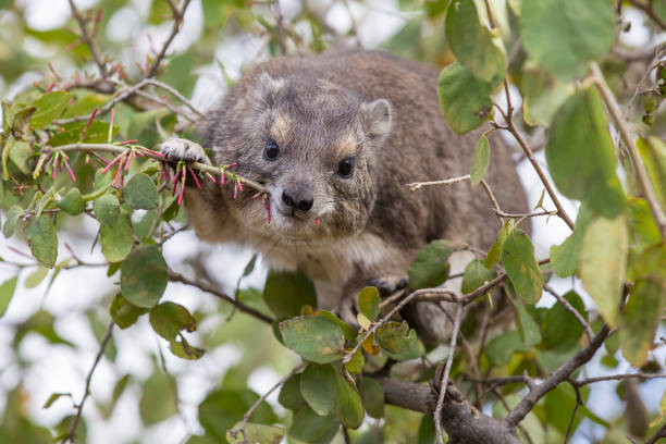 Tree Hyrax A cute tree hyrax eating in a tree tree hyrax stock pictures, royalty-free photos & images