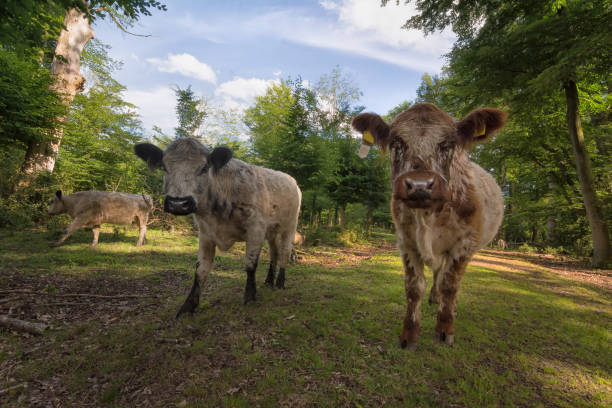 istock Galloway cattle are in a forest 817617460
