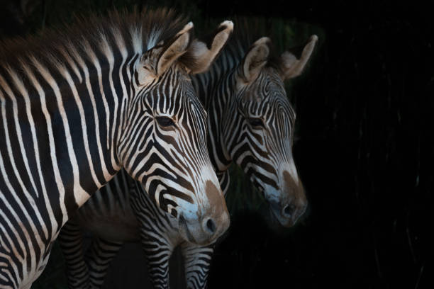 istock Close-up of Grevy zebra mother beside foal 817626372