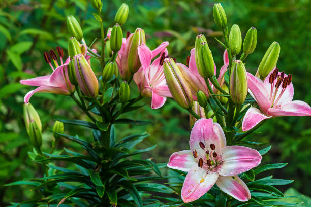 istock pink lilies blossom 817629974