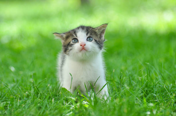 istock Curious little kitten play in the grass. 817646982