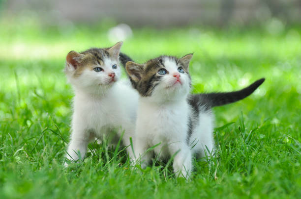 istock Two curious little kittens play in the grass. 817647052