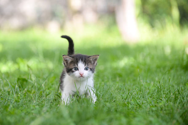 istock Curious little kitten play in the grass. 817647200