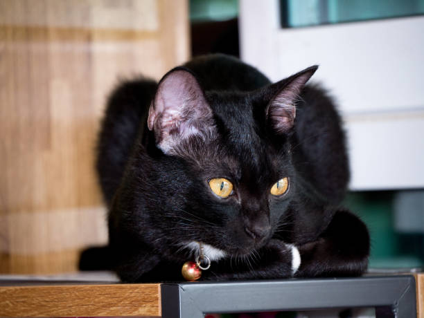 istock Black cat on wooden shelf 817656258