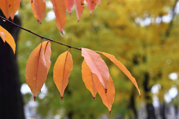 istock Autumn pink and yellow cherry leaves on a branch 817666932