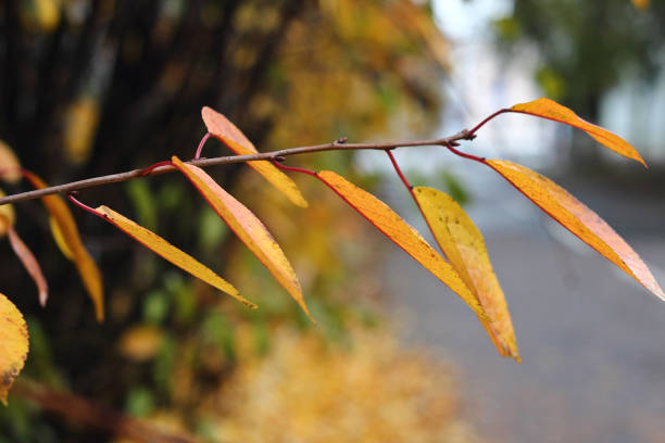 istock Autumn pink and yellow cherry leaves on a branch 817669932