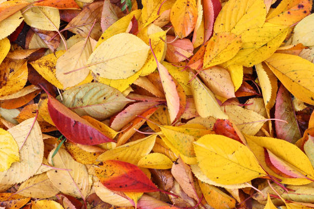 istock Colourful autumn cherry leaves on ground. Texture. Background 817672862