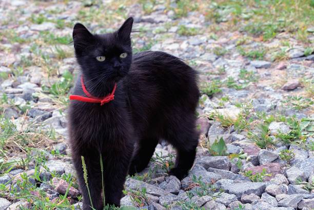 istock Black cat with a red strap stands in the courtyard among the grass and stones 817681348