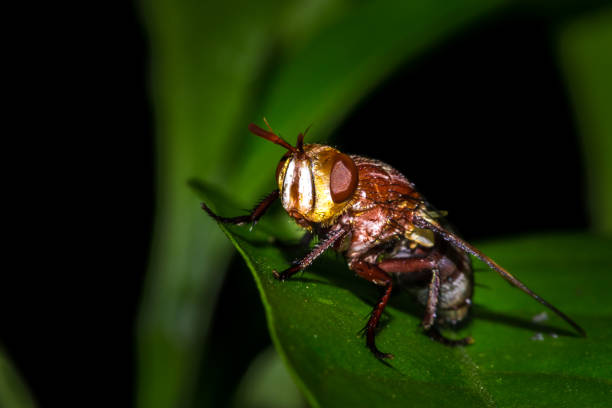 istock Tachinid fly (Tachinidae) sitting on a leaf, Kruger Park, South Africa 817682480