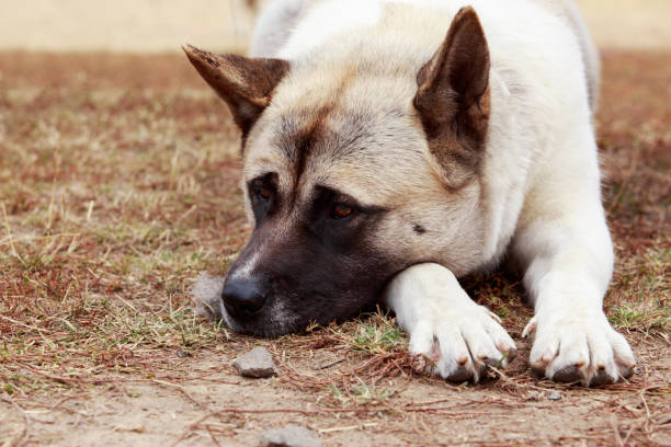 istock dog breed American 817682558
