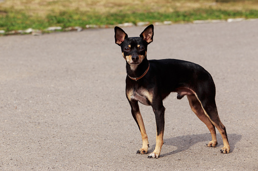 The dog breed Manchester Toy Terrier a close-up