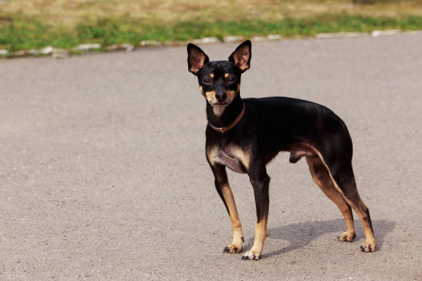 Manchester Toy Terrier The dog breed Manchester Toy Terrier a close-up terrier stock pictures, royalty-free photos & images