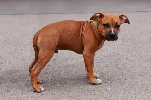 istock American Staffordshire Terrier 817683172