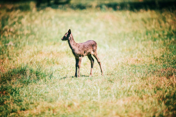 A young deer grazes calmly on lush green grass in a serene setting, surrounded by trees under a cloudy sky. The scene captures the peacefulness of nature.