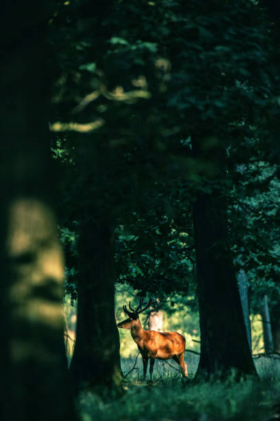 istock Red deer stag with antlers in velvet lit by dappled sunlight in forest. 817689774