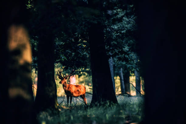 istock Red deer stag with antlers in velvet lit by dappled sunlight in forest. 817689788