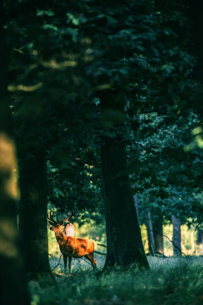 istock Red deer stag with antlers in velvet lit by dappled sunlight in forest. 817689814