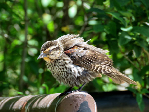 istock Toronto Lake Female Red-winged Blackbird 2017 817690672