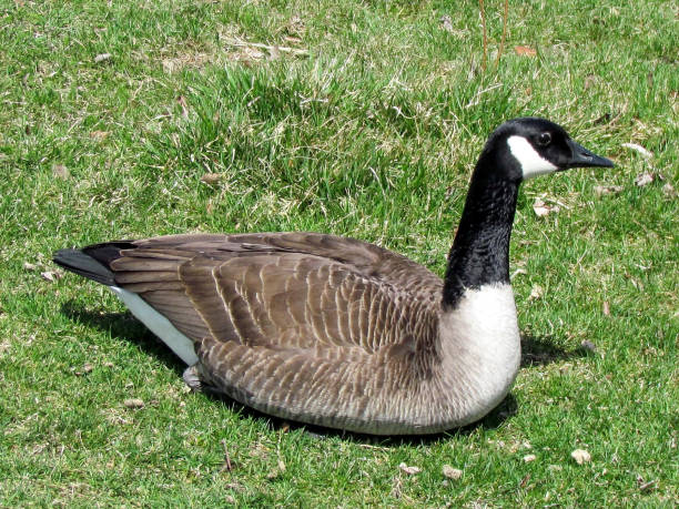 istock Toronto Lake Goose rest at grass 2011 817696000