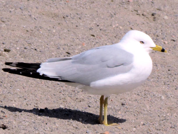 istock Toronto Lake Gull standing on sand 2011 817697116