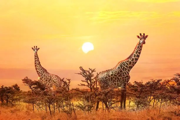 Photo of Group of giraffes on sunset background.