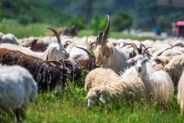 istock Herd of animals 817703656