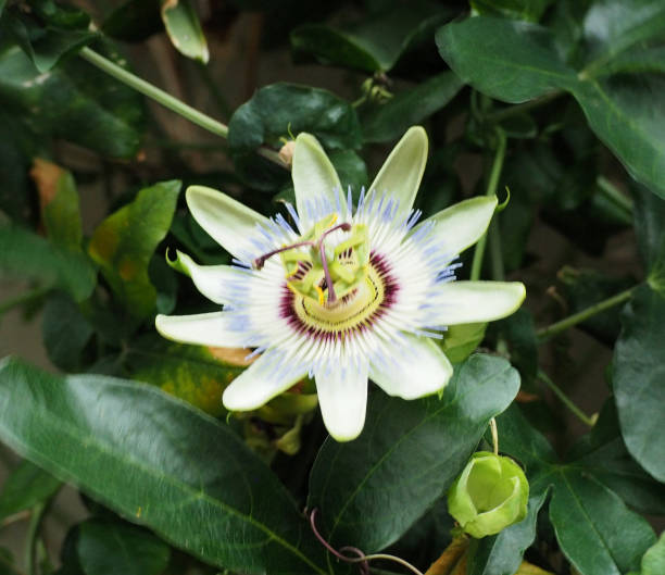 istock Macro Close-Up of Exotic Passion Fruit Flower 817703758