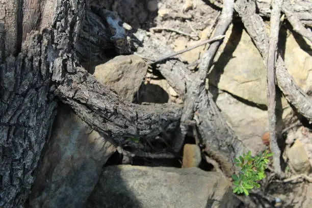 tree showing roots