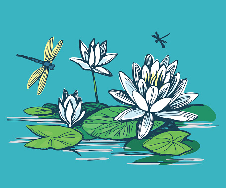 Flowers of water lilies and leaves on the water surface. Dragonflies fly over plants. Vector color sketch.