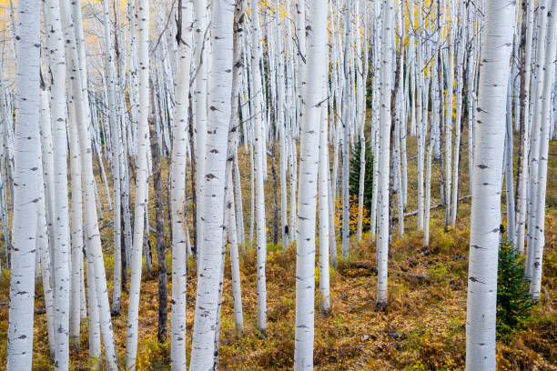 istock Autumn Aspen Grove 817712642