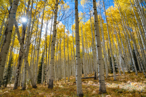 осенний аспен санберст - bark tree autumn tree trunk стоковые фото и изображения