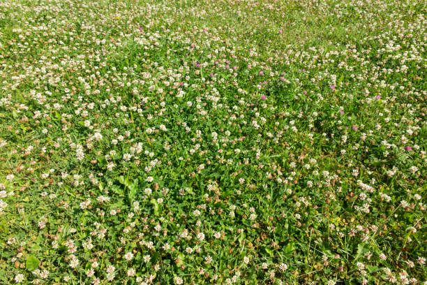 istock Meadow overgrown with young grass mostly white clover 817727186
