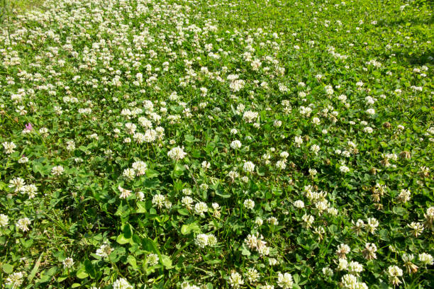 istock Meadow overgrown with young grass mostly white clover 817733808