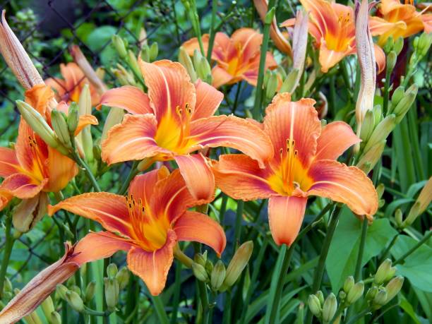 istock Lilies in the garden close up 817740322