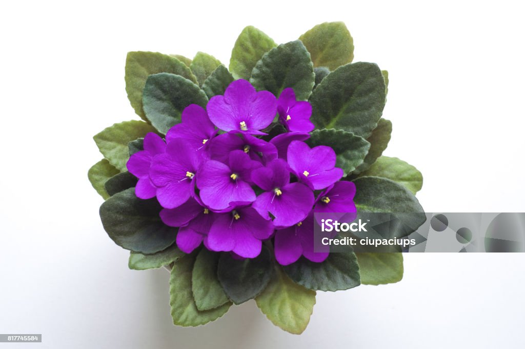 Purple saintpaulia african violet flower from above. Symbol of unaffectedness and faithfulness. Symbol of unaffectedness and faithfulness. High Angle View Stock Photo