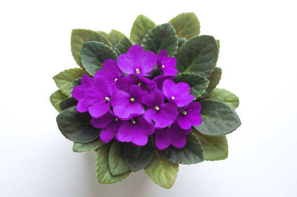 фиолетовый святой фиолетовый цветок сверху. символ нетронутости и верности. - сенполия стоковые фото и изображения