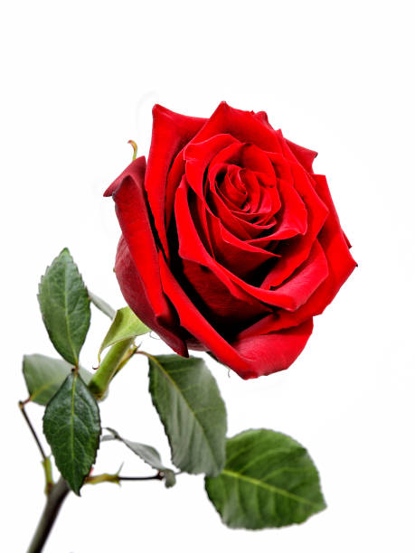 istock Closeup of a red rose on a white background. 817752934