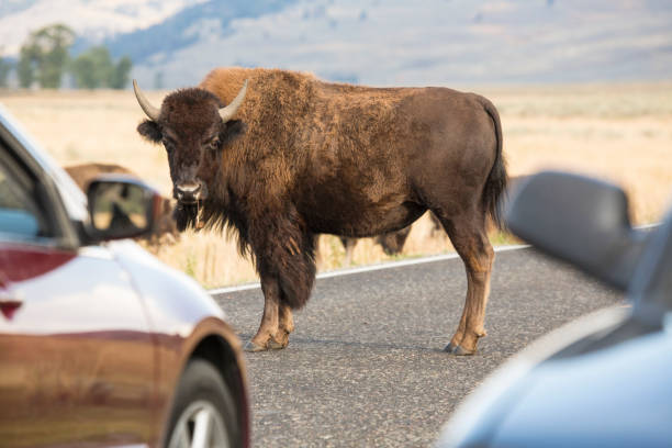 istock Bison standing in road, causing traffic jam, Yellowstone National Park. 817759618