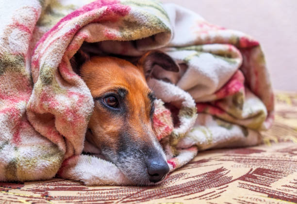 istock Smooth  Fox Terrier dog on couch under blanket and looking sad lonely. 817771872