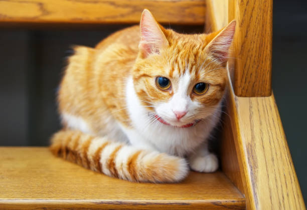 istock Adorable ginger kitten sitting on wooden steps. Orange cat looking down on up stair 817773570