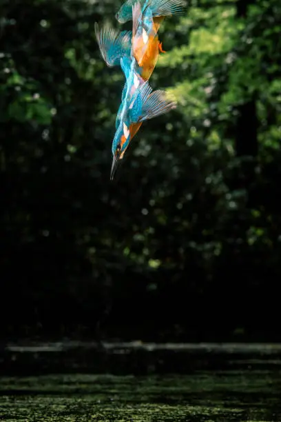 Photo of Sequence of common kingfisher diving into river.