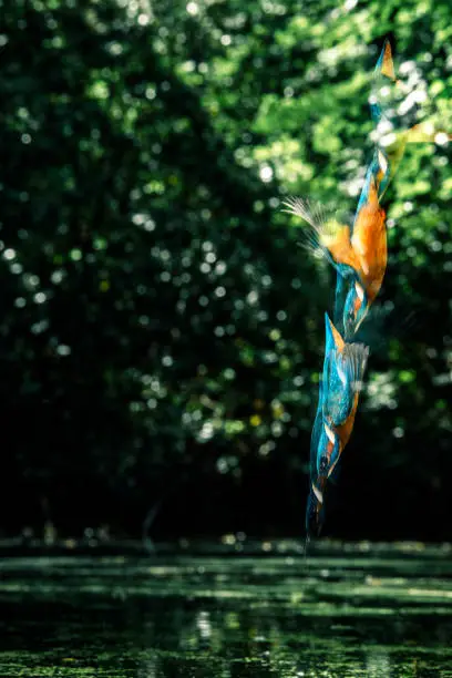 Photo of Sequence of common kingfisher diving into river.